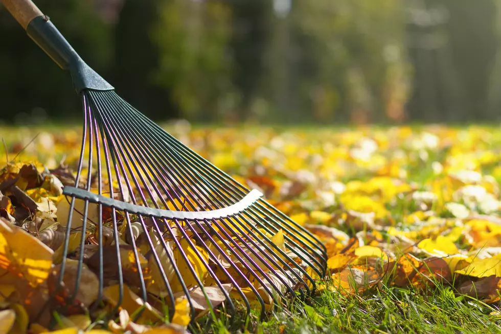 Snow Is Coming. Do You Still Need To Rake Your Leaves?